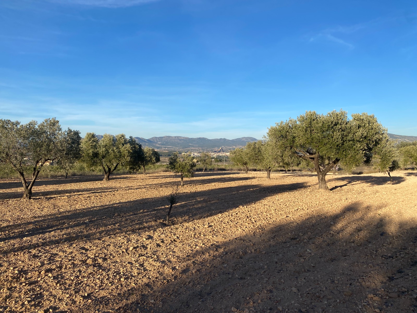 Land For Sale in Elda (Ref: T23114)