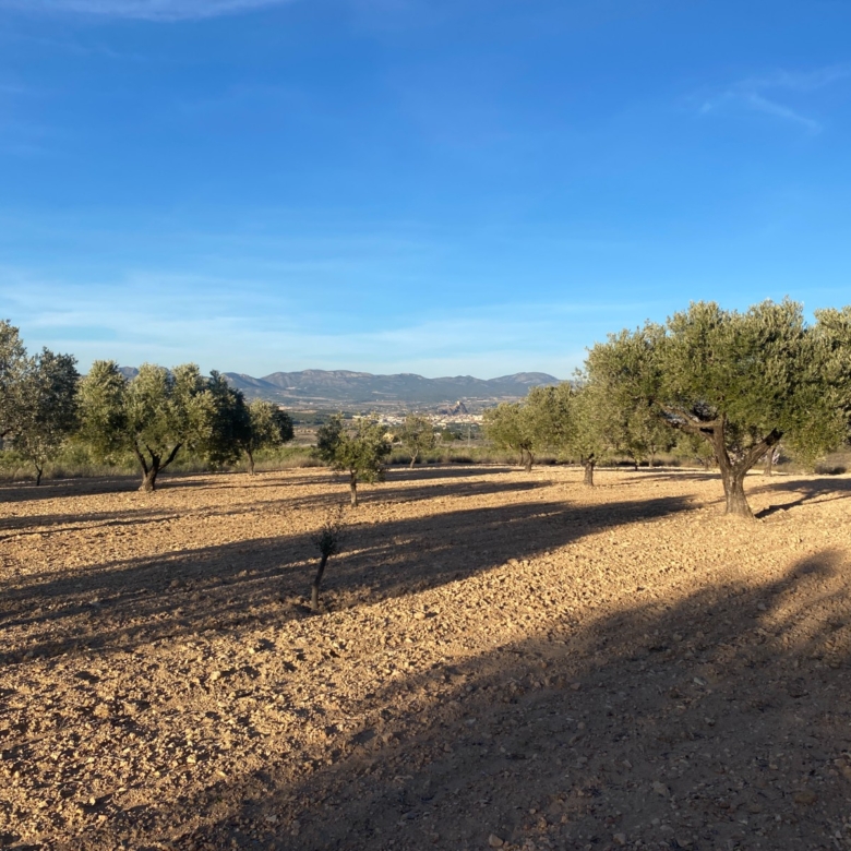 Land For Sale in Elda (Ref: T23114)