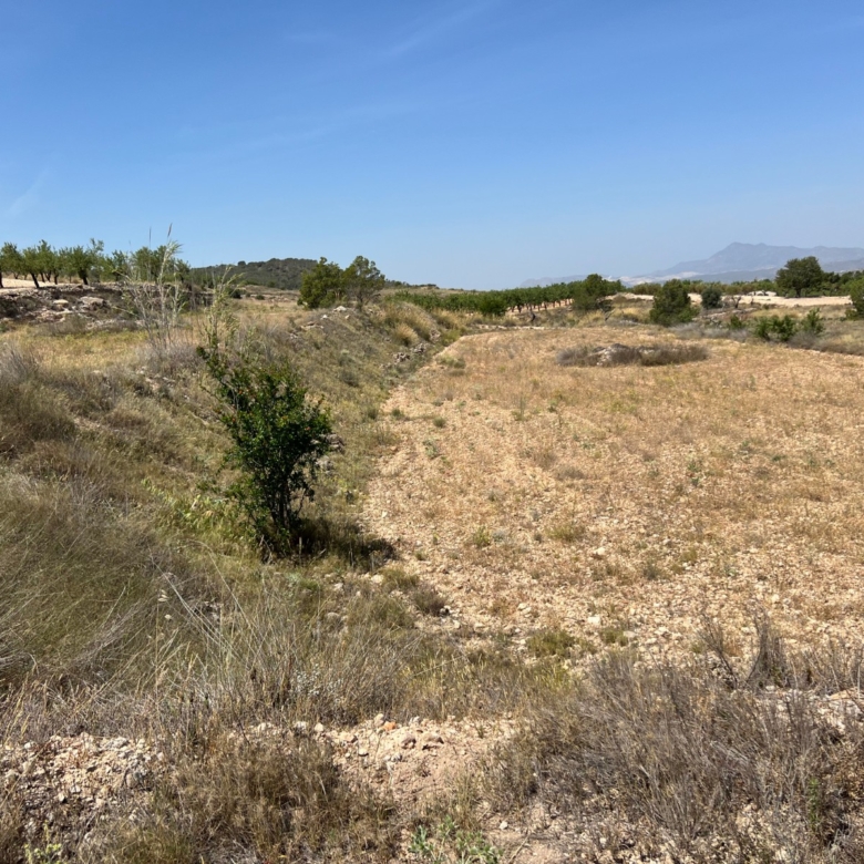 Plot in Barbarroja (Ref: AM-PARCMJ)