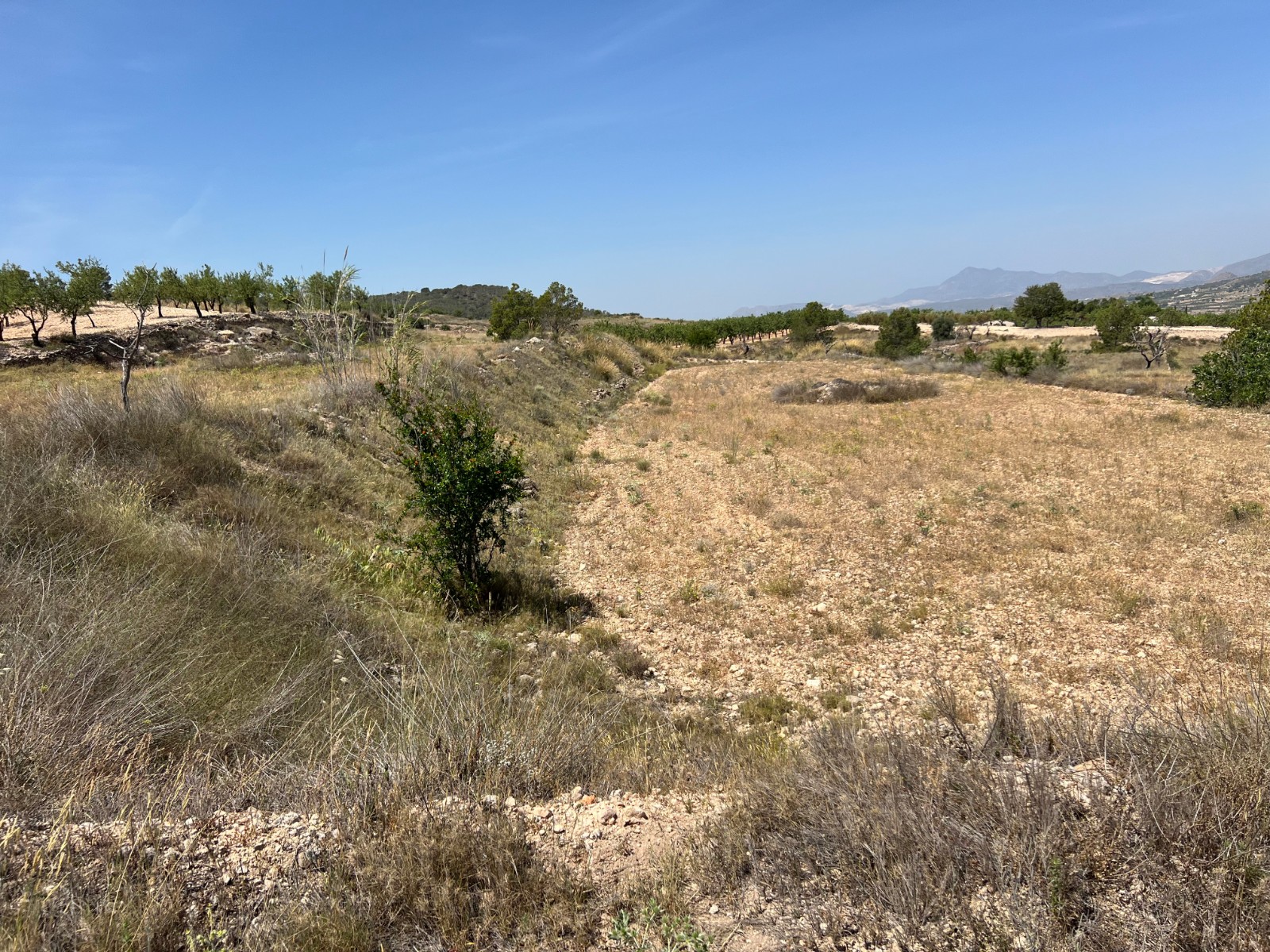 Plot in Barbarroja (Ref: AM-PARCMJ)