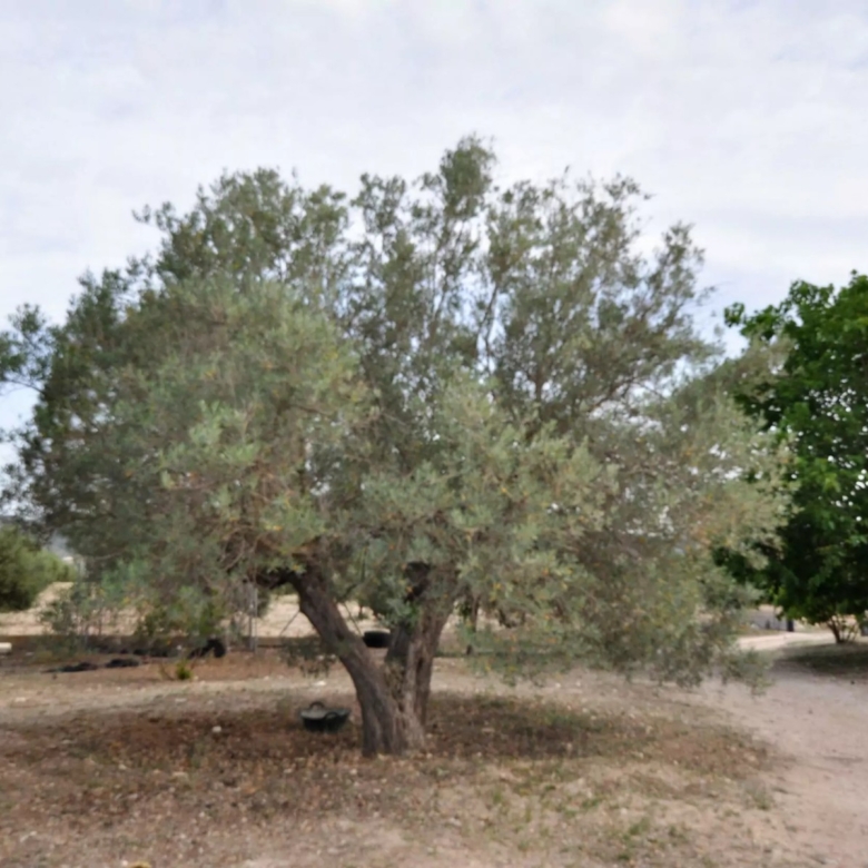 Villa in Salinas (Ref: 5031 MT4829)