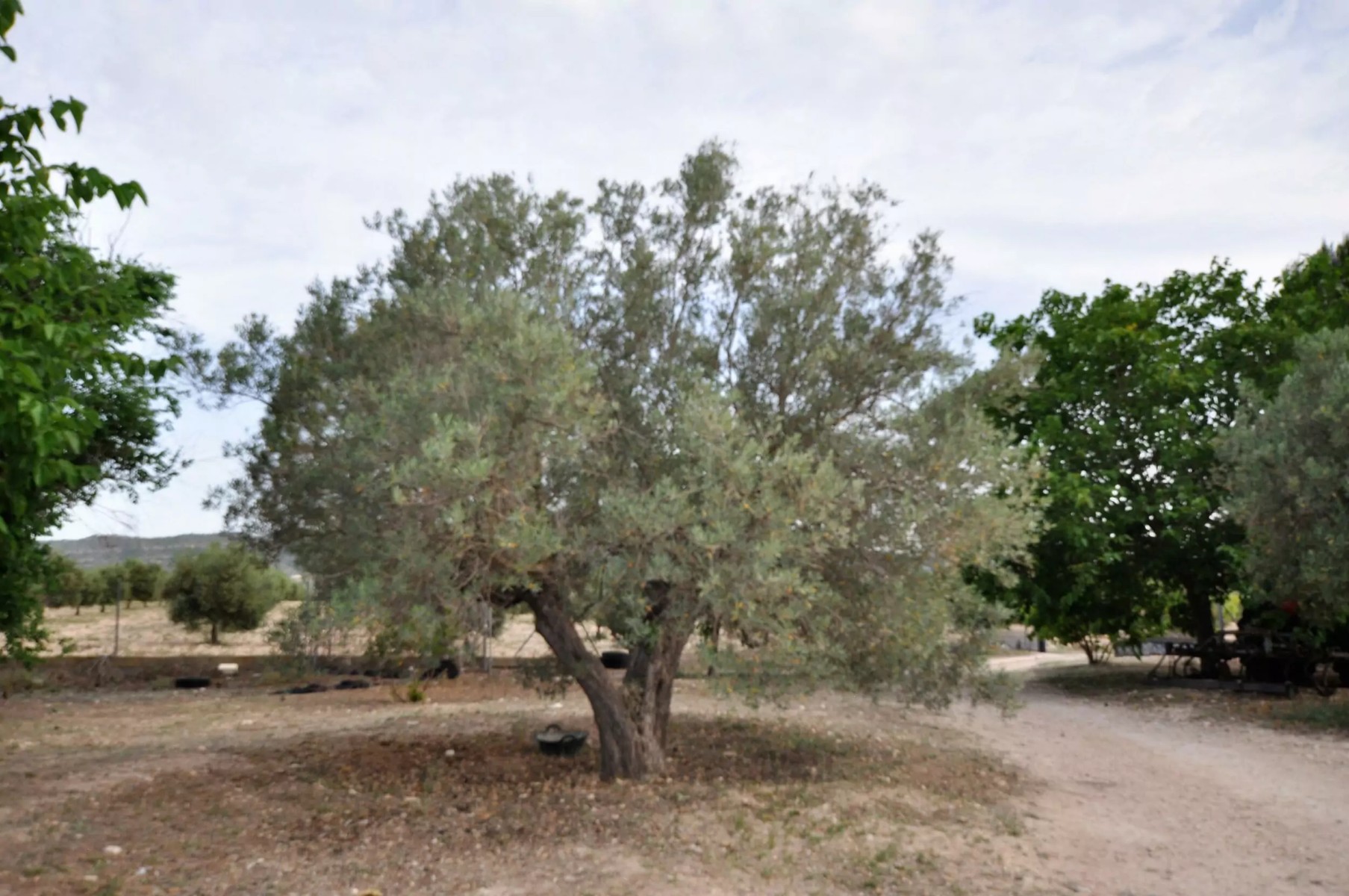 Villa in Salinas (Ref: 5031 MT4829)