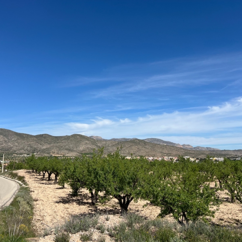 Plot in Hondón de los Frailes (Ref: AM-HFMIPLOT)