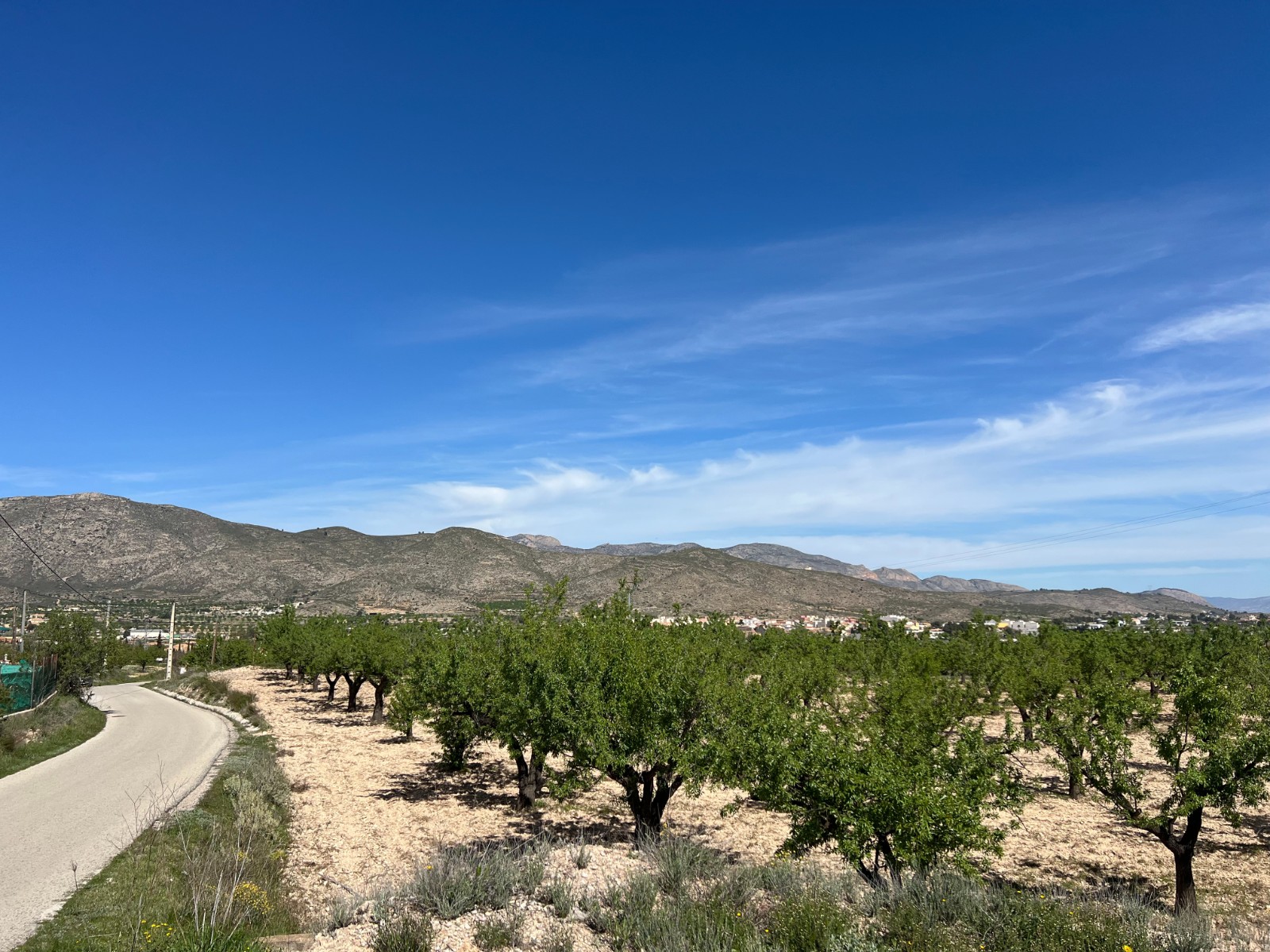 Plot in Hondón de los Frailes (Ref: AM-HFMIPLOT)