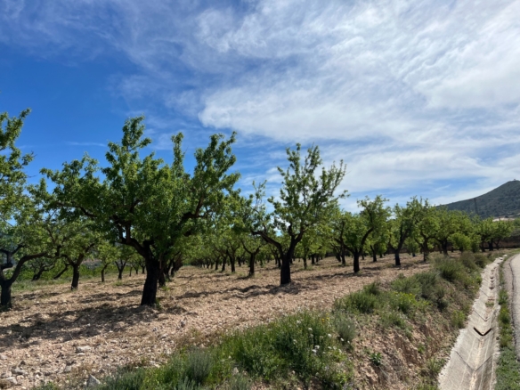 Plot in Hondón de los Frailes (Ref: AM-HFMIPLOT)