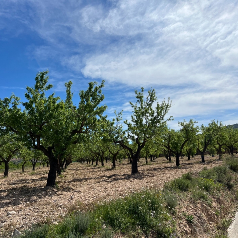 Plot in Hondón de los Frailes (Ref: AM-HFMIPLOT)