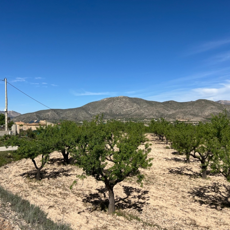 Plot in Hondón de los Frailes (Ref: AM-HFMIPLOT)