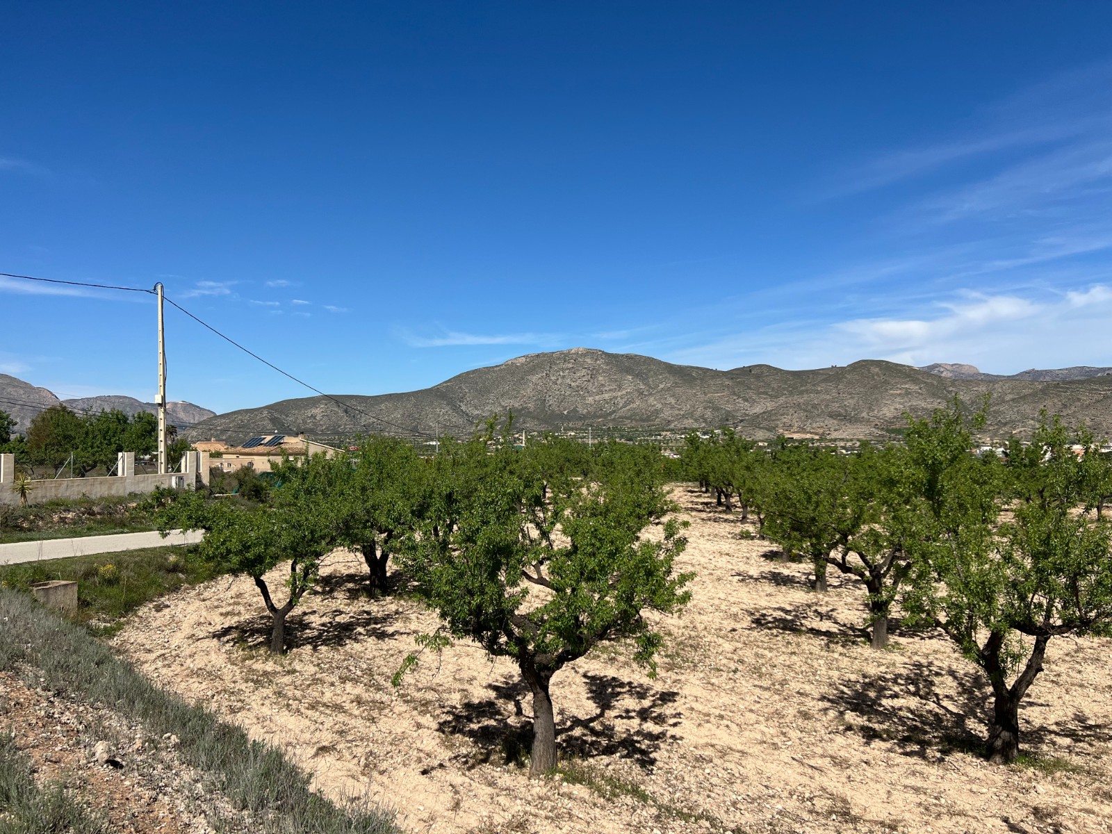 Plot in Hondón de los Frailes (Ref: AM-HFMIPLOT)