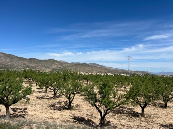 Plot in Hondón de los Frailes (Ref: AM-HFMIPLOT)