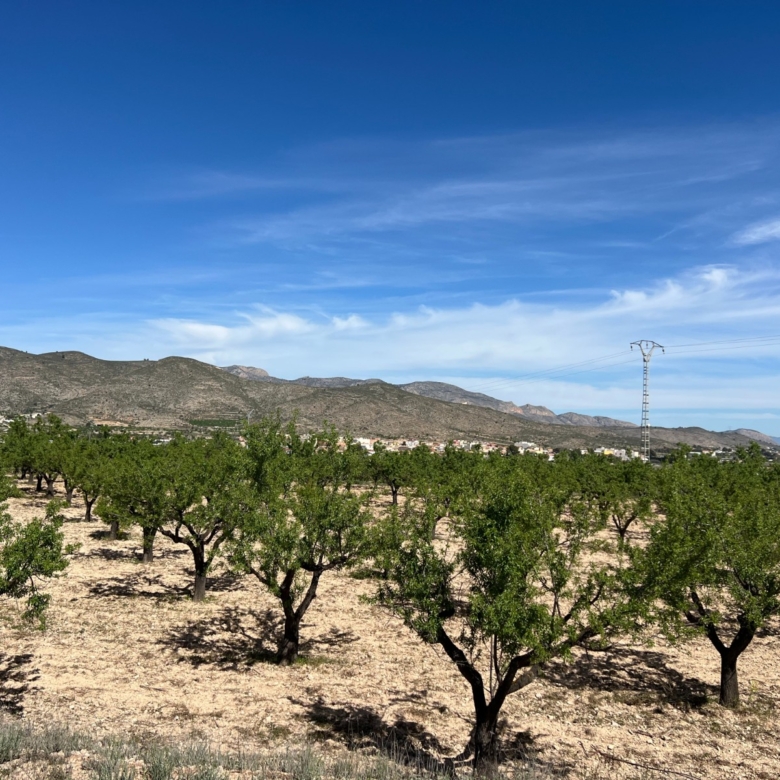 Plot in Hondón de los Frailes (Ref: AM-HFMIPLOT)