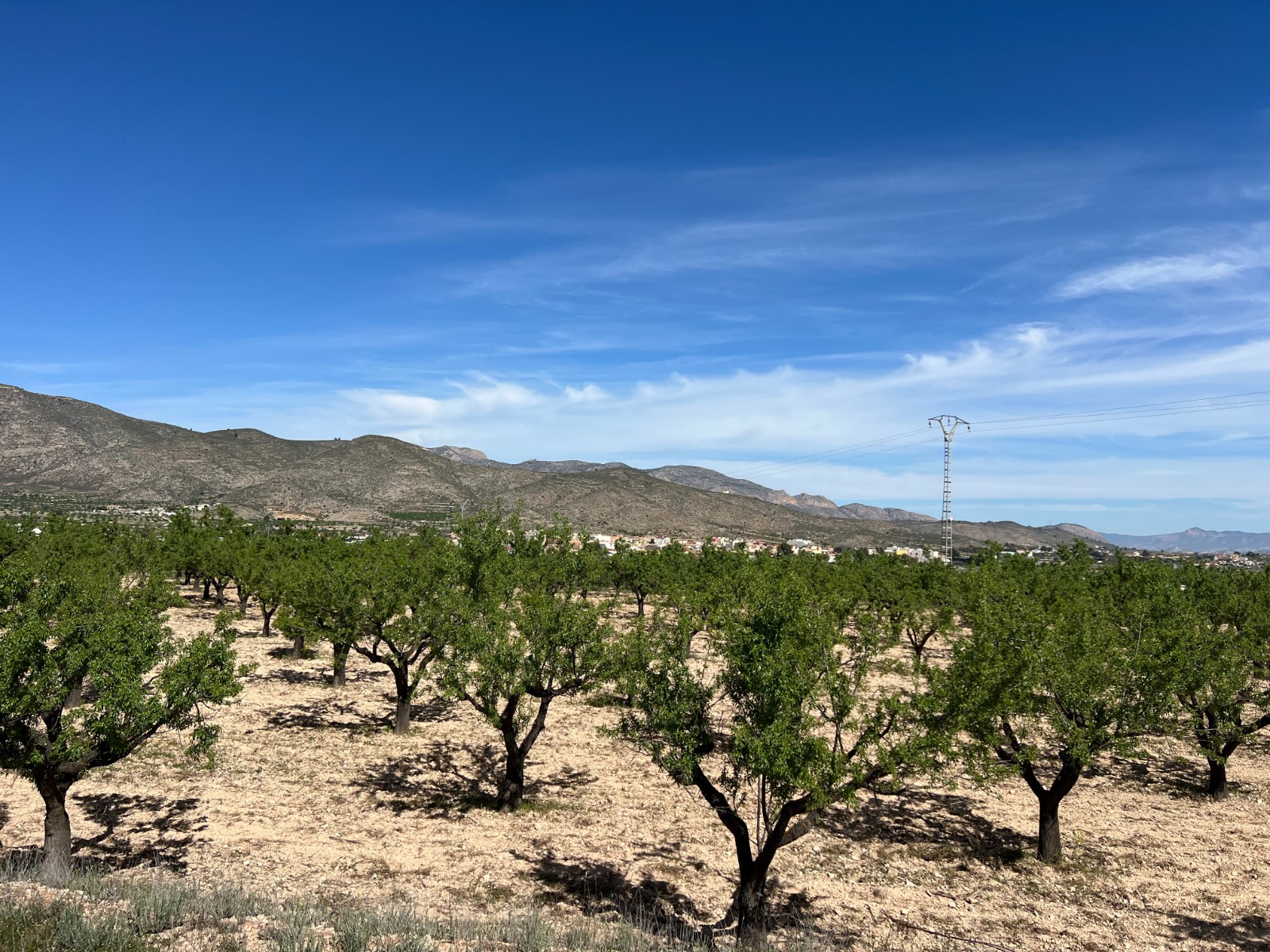 Plot in Hondón de los Frailes (Ref: AM-HFMIPLOT)