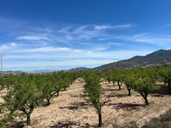 Plot in Hondón de los Frailes (Ref: AM-HFMIPLOT)