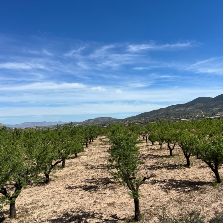 Plot in Hondón de los Frailes (Ref: AM-HFMIPLOT)