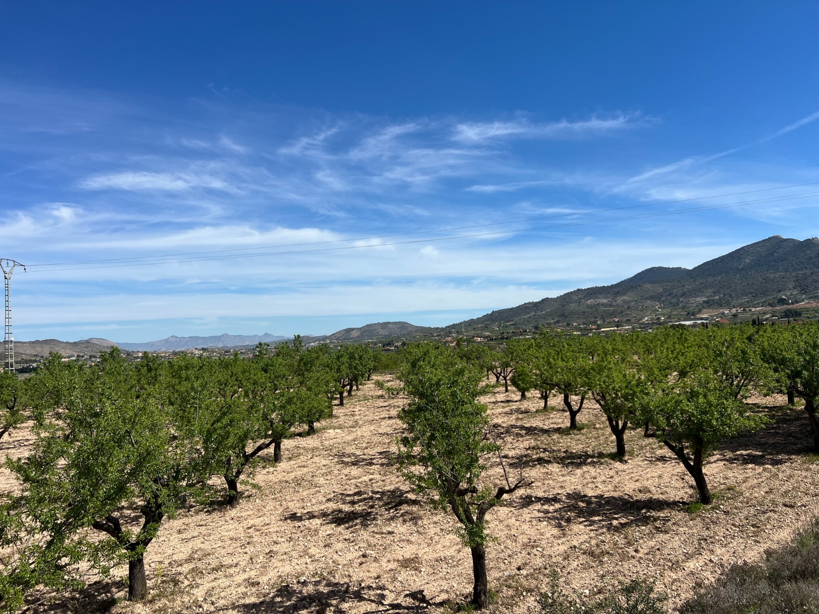Plot in Hondón de los Frailes (Ref: AM-HFMIPLOT)