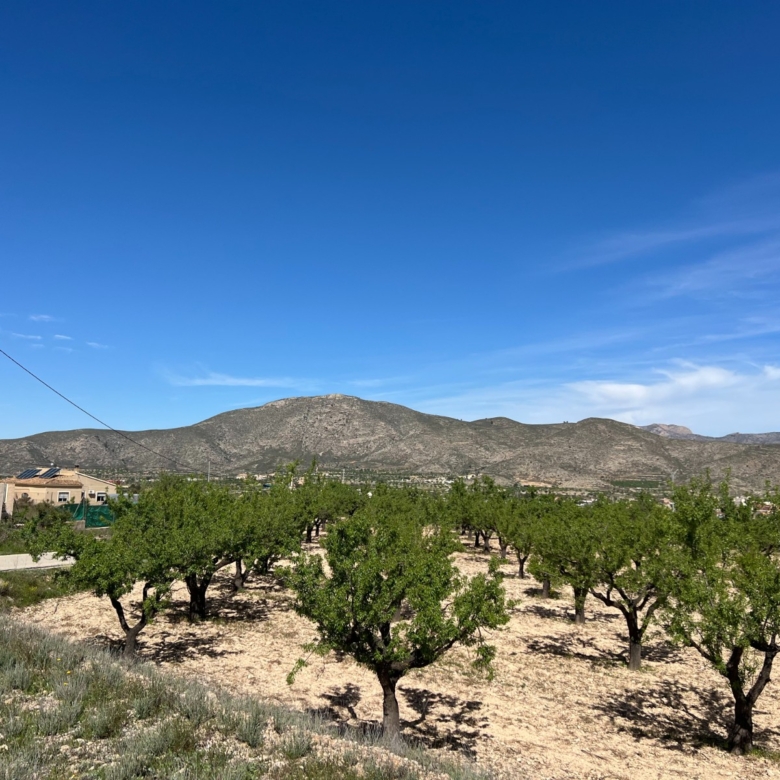 Plot in Hondón de los Frailes (Ref: AM-HFMIPLOT)