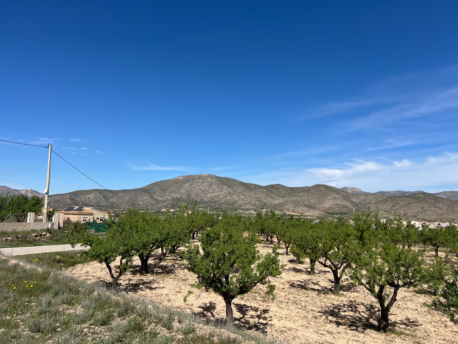 Plot in Hondón de los Frailes (Ref: AM-HFMIPLOT)