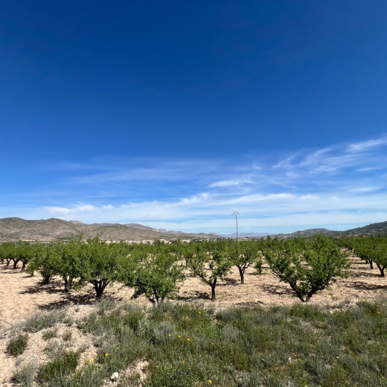 Plot in Hondón de los Frailes (Ref: AM-HFMIPLOT)