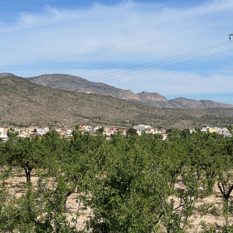 Plot in Hondón de los Frailes (Ref: AM-HFMIPLOT)