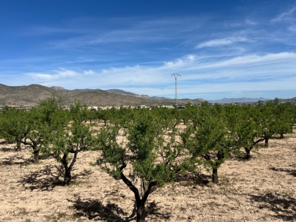 Plot in Hondón de los Frailes (Ref: AM-HFMIPLOT)