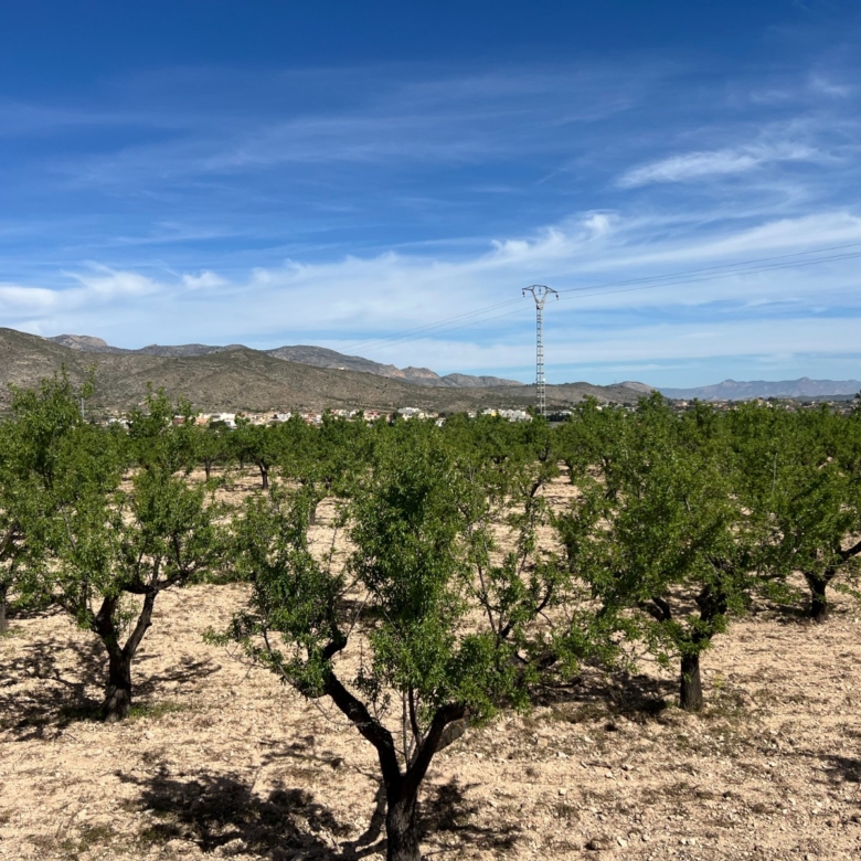 Plot in Hondón de los Frailes (Ref: AM-HFMIPLOT)