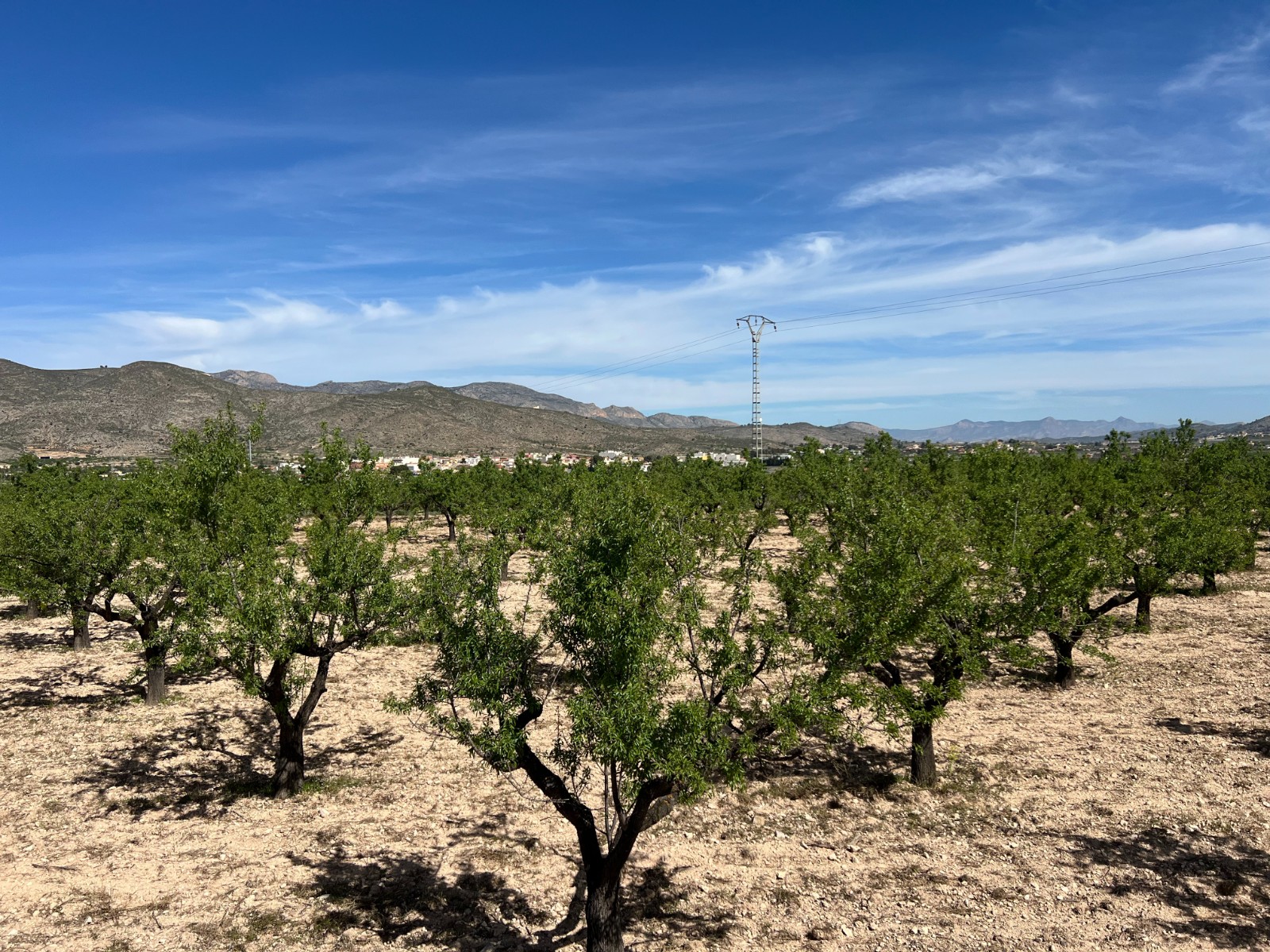 Plot in Hondón de los Frailes (Ref: AM-HFMIPLOT)