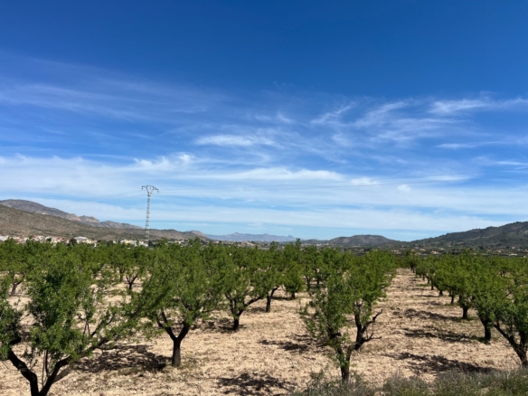 Plot in Hondón de los Frailes (Ref: AM-HFMIPLOT)