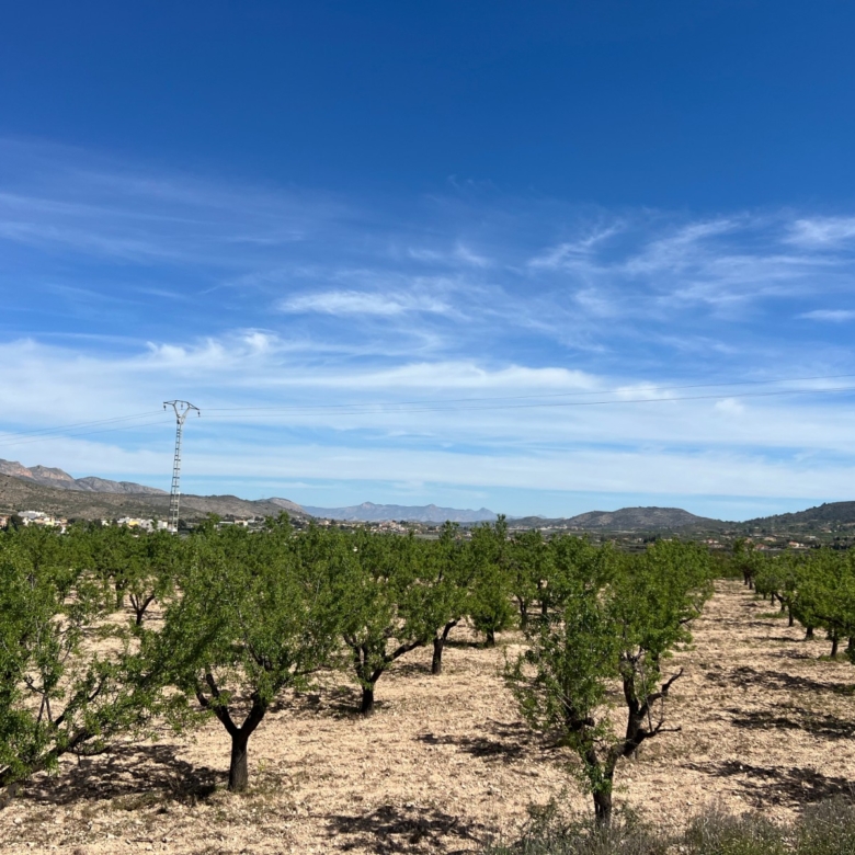 Plot in Hondón de los Frailes (Ref: AM-HFMIPLOT)