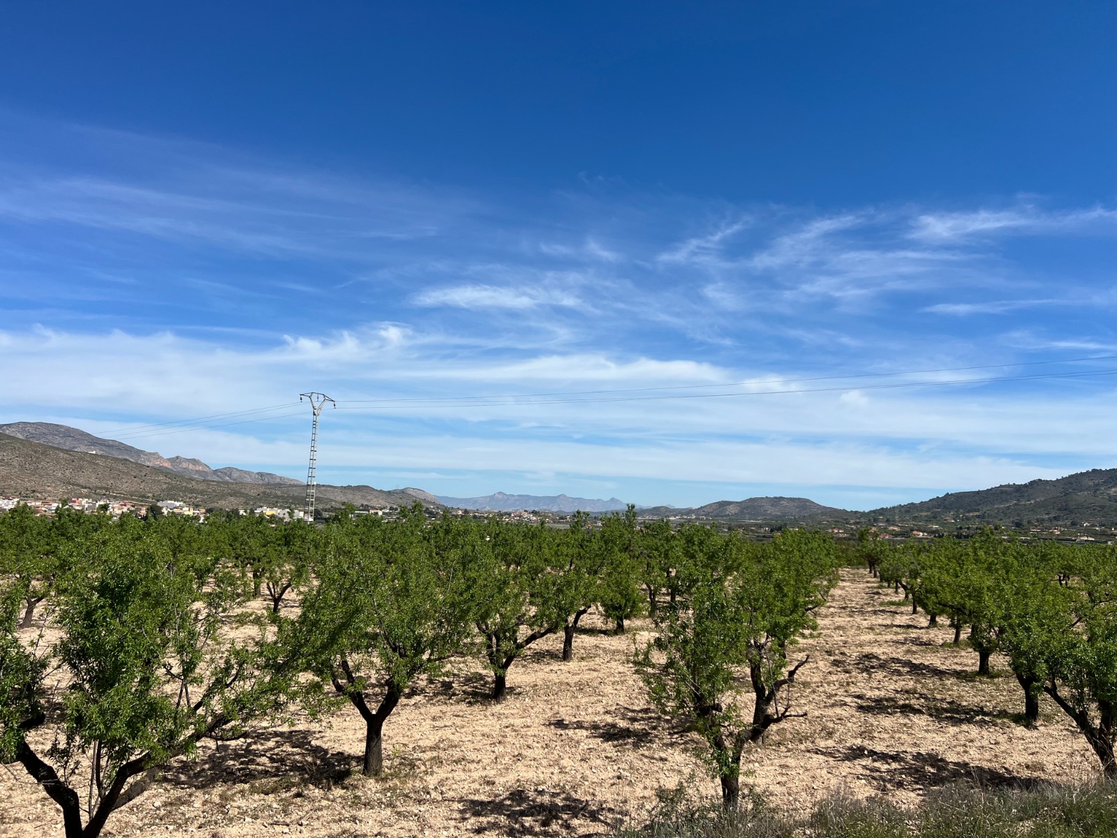 Plot in Hondón de los Frailes (Ref: AM-HFMIPLOT)