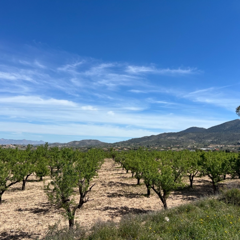 Plot in Hondón de los Frailes (Ref: AM-HFMIPLOT)