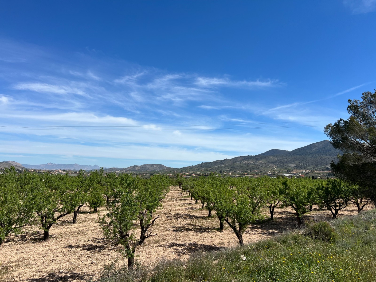 Plot in Hondón de los Frailes (Ref: AM-HFMIPLOT)