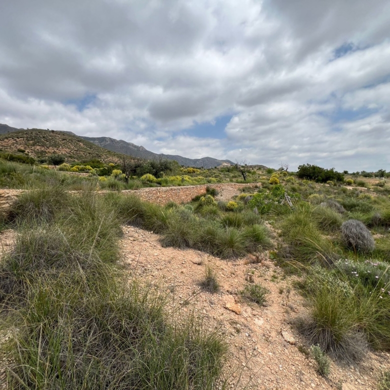 Plot in Hondón de las Nieves (Ref: AM-LOTPLOT)