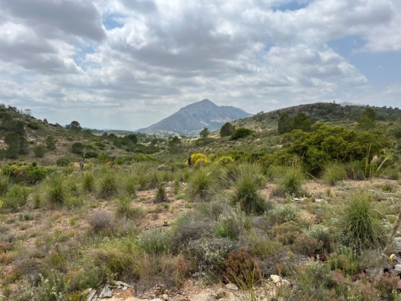 Plot in Hondón de las Nieves (Ref: AM-LOTPLOT)