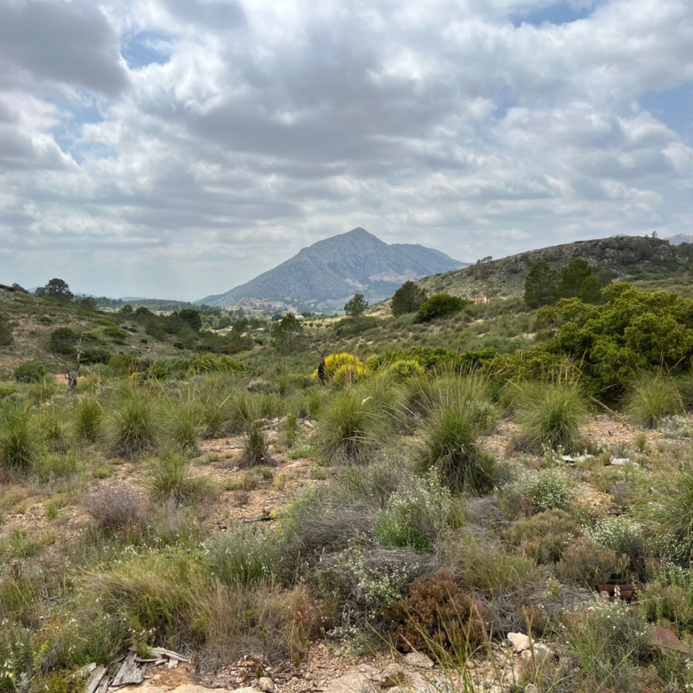 Plot in Hondón de las Nieves (Ref: AM-LOTPLOT)
