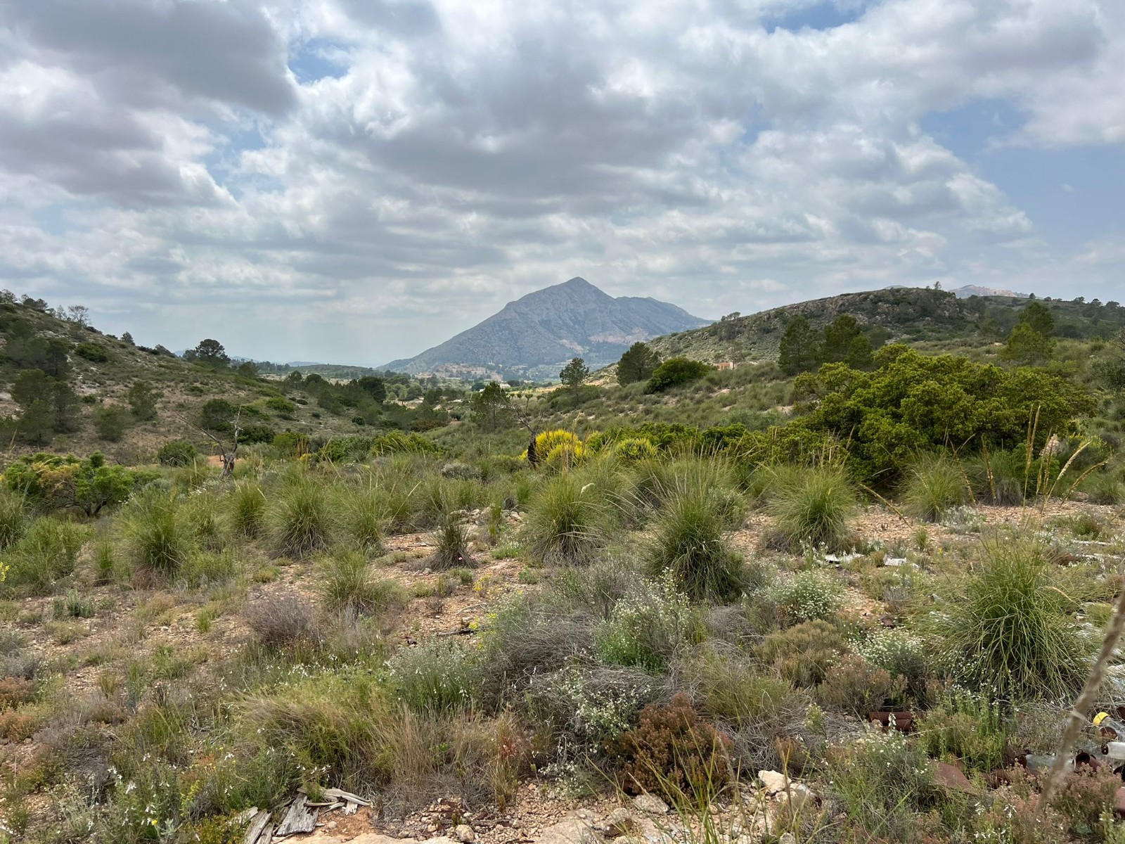 Plot in Hondón de las Nieves (Ref: AM-LOTPLOT)