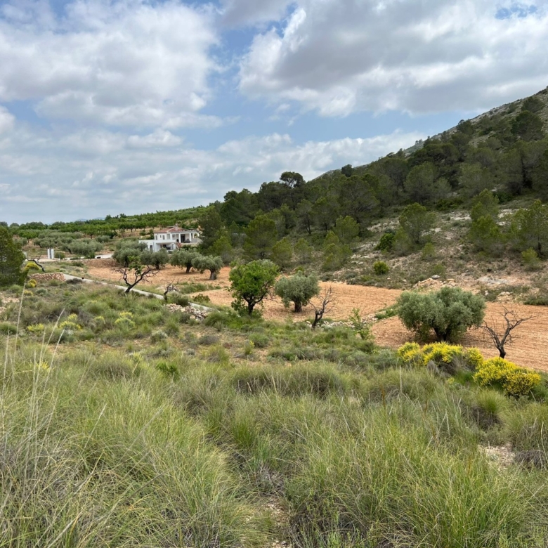 Plot in Hondón de las Nieves (Ref: AM-LOTPLOT)
