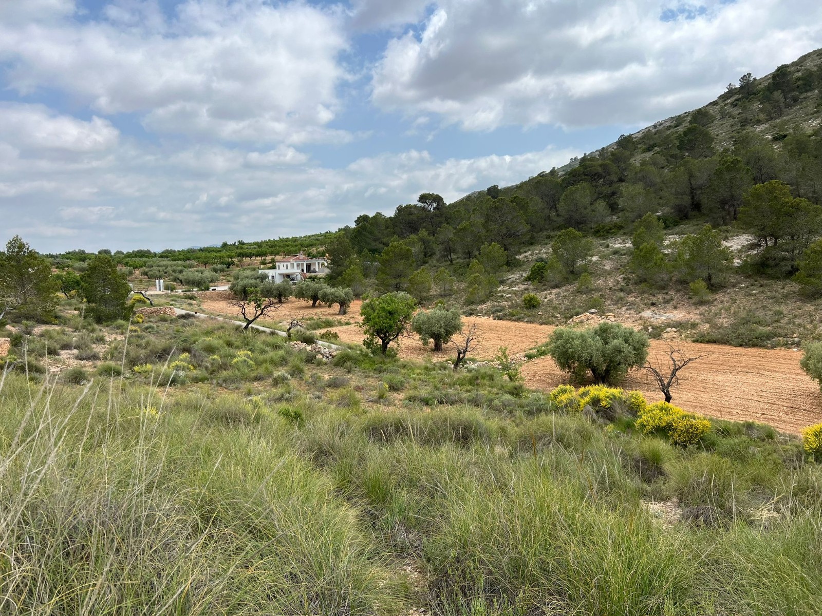 Plot in Hondón de las Nieves (Ref: AM-LOTPLOT)