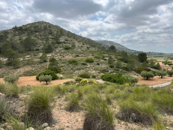 Plot in Hondón de las Nieves (Ref: AM-LOTPLOT)