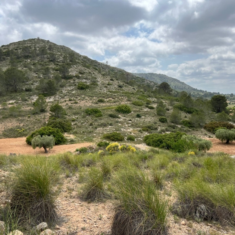 Plot in Hondón de las Nieves (Ref: AM-LOTPLOT)