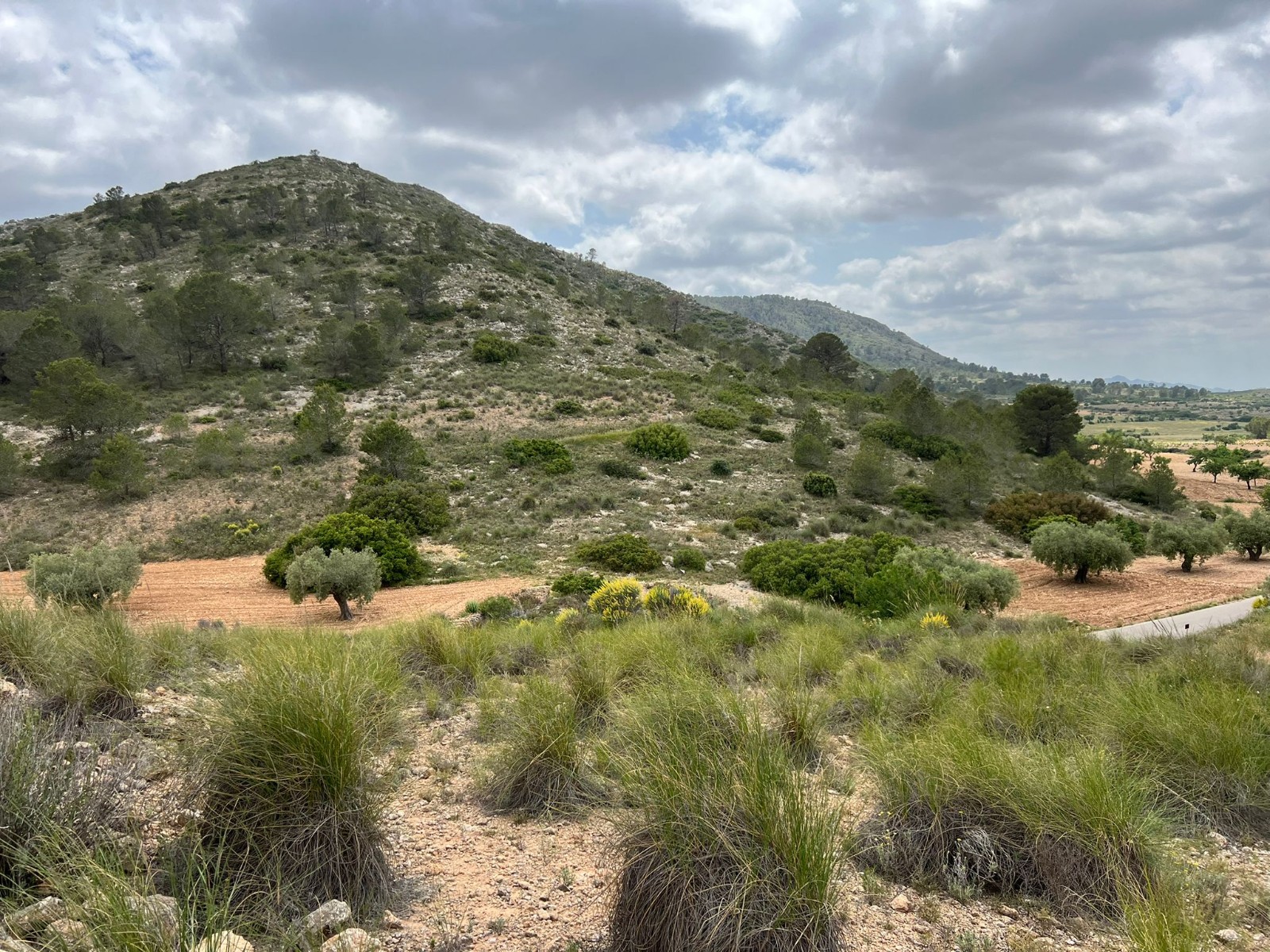 Plot in Hondón de las Nieves (Ref: AM-LOTPLOT)