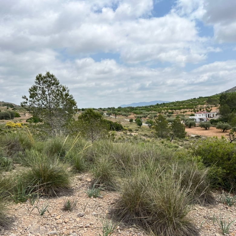 Plot in Hondón de las Nieves (Ref: AM-LOTPLOT)