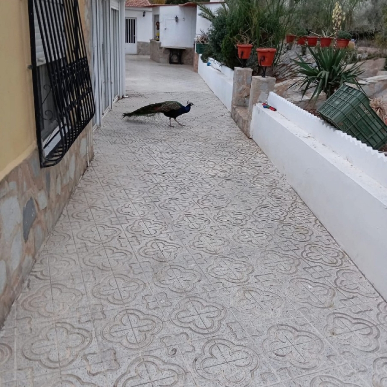 Villa in Sax (Ref: 9030 PT3117)