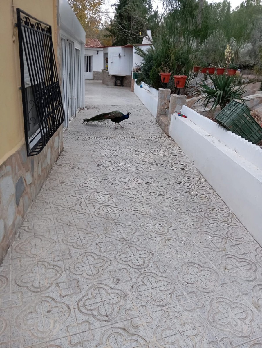 Villa in Sax (Ref: 9030 PT3117)