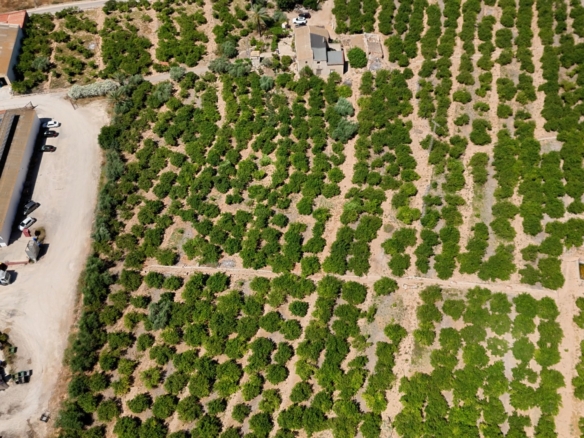 Finca Country Property in Orihuela (Ref: DLF141)