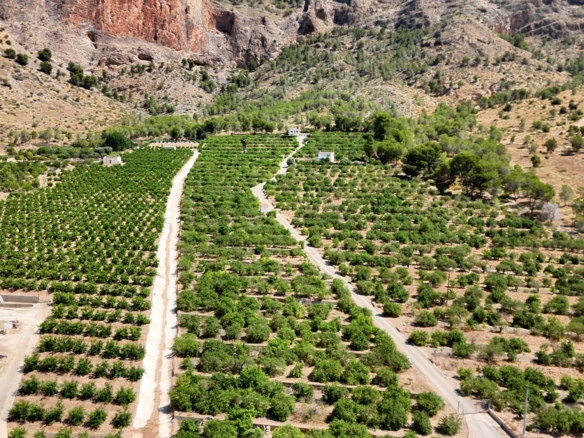 Finca Country Property in Orihuela (Ref: DLF141)