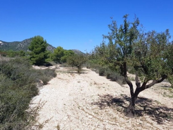Land in Monovar (Ref: 1377)