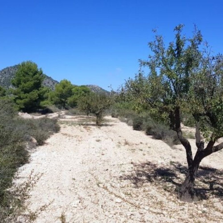 Land in Monovar (Ref: 1377)