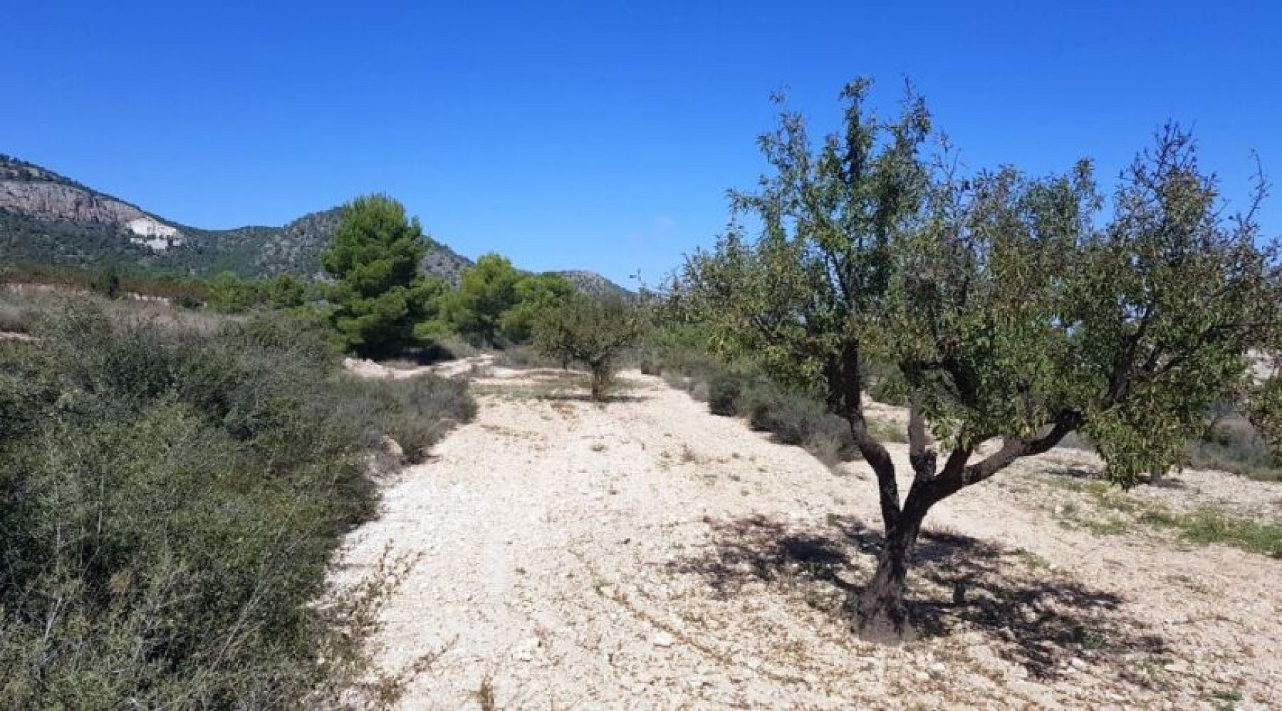 Land in Monovar (Ref: 1377)