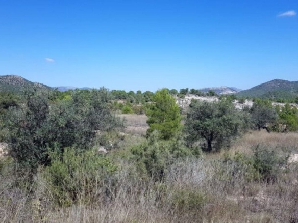 Land in Monovar (Ref: 1377)