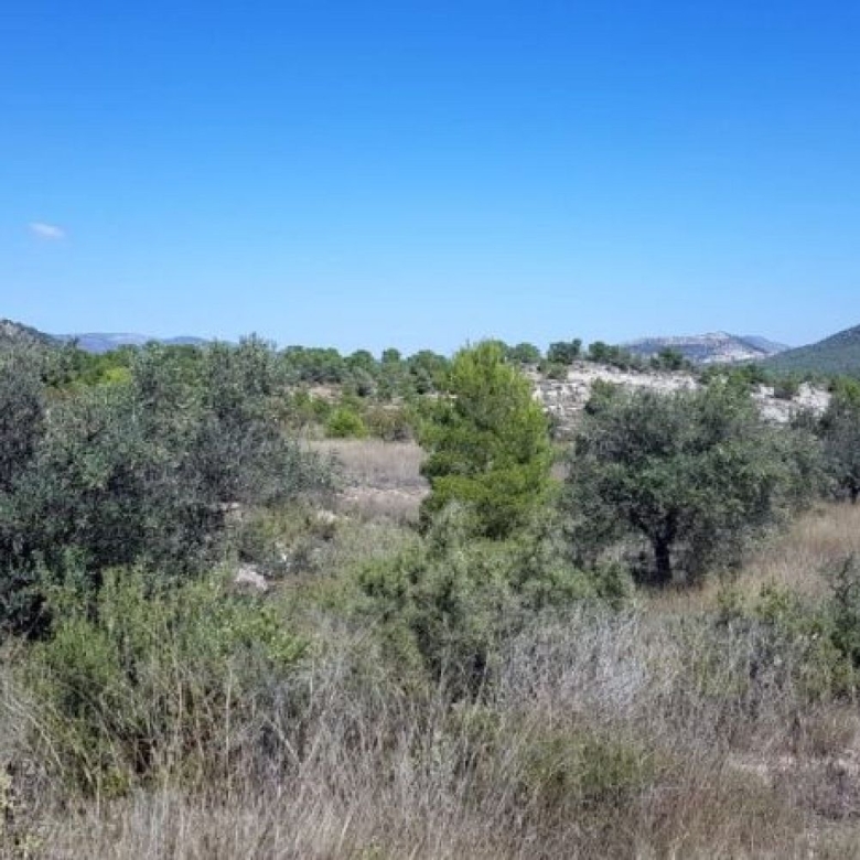 Land in Monovar (Ref: 1377)
