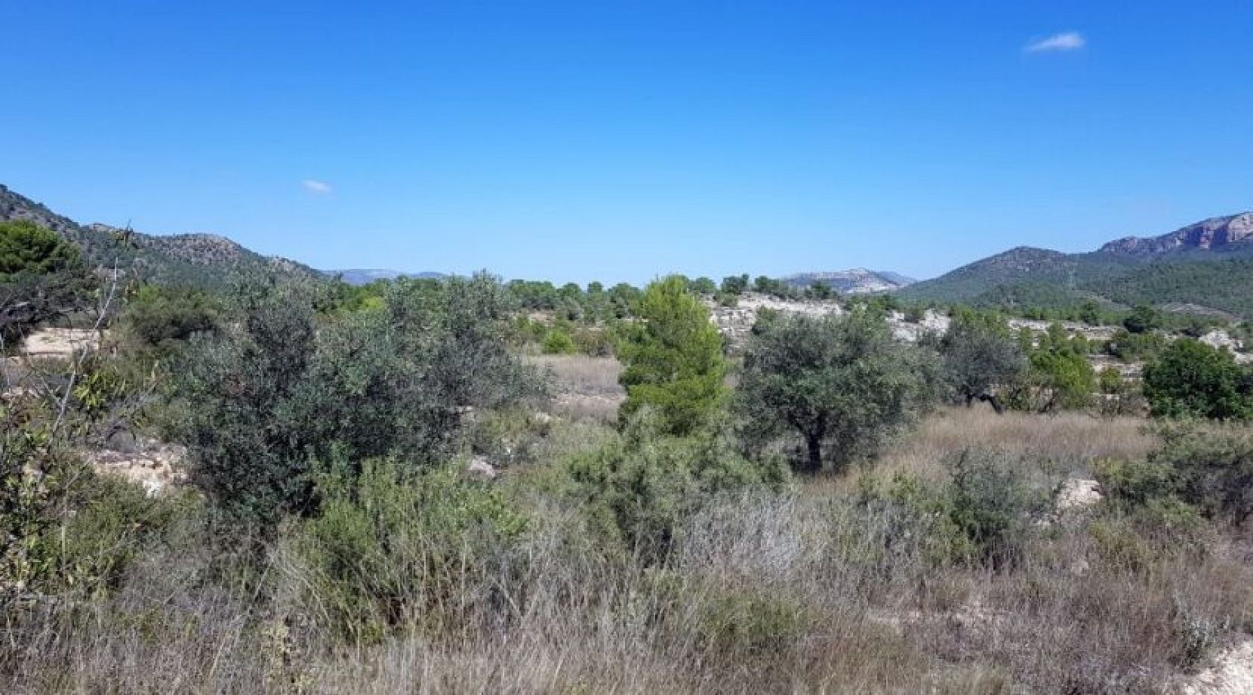 Land in Monovar (Ref: 1377)